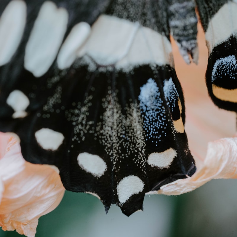 Malowanie Buziek — zdjęcie 6